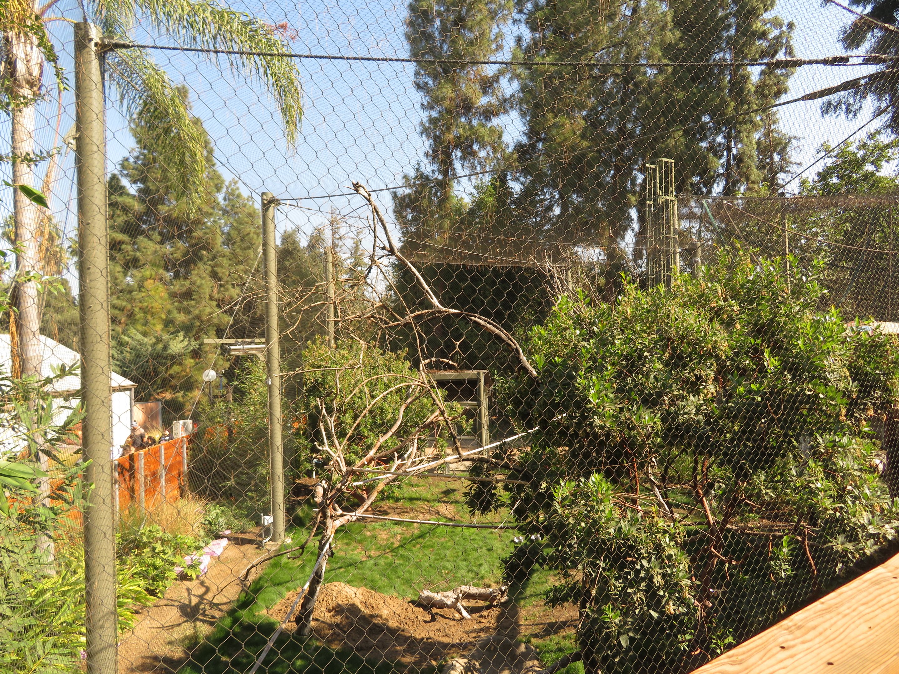 Rhinoceros Hornbill Exhibit