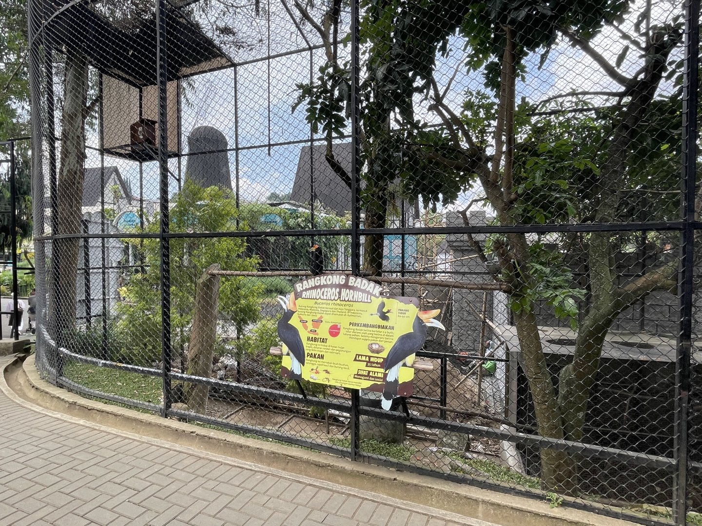 rhinoceros hornbill exhibit