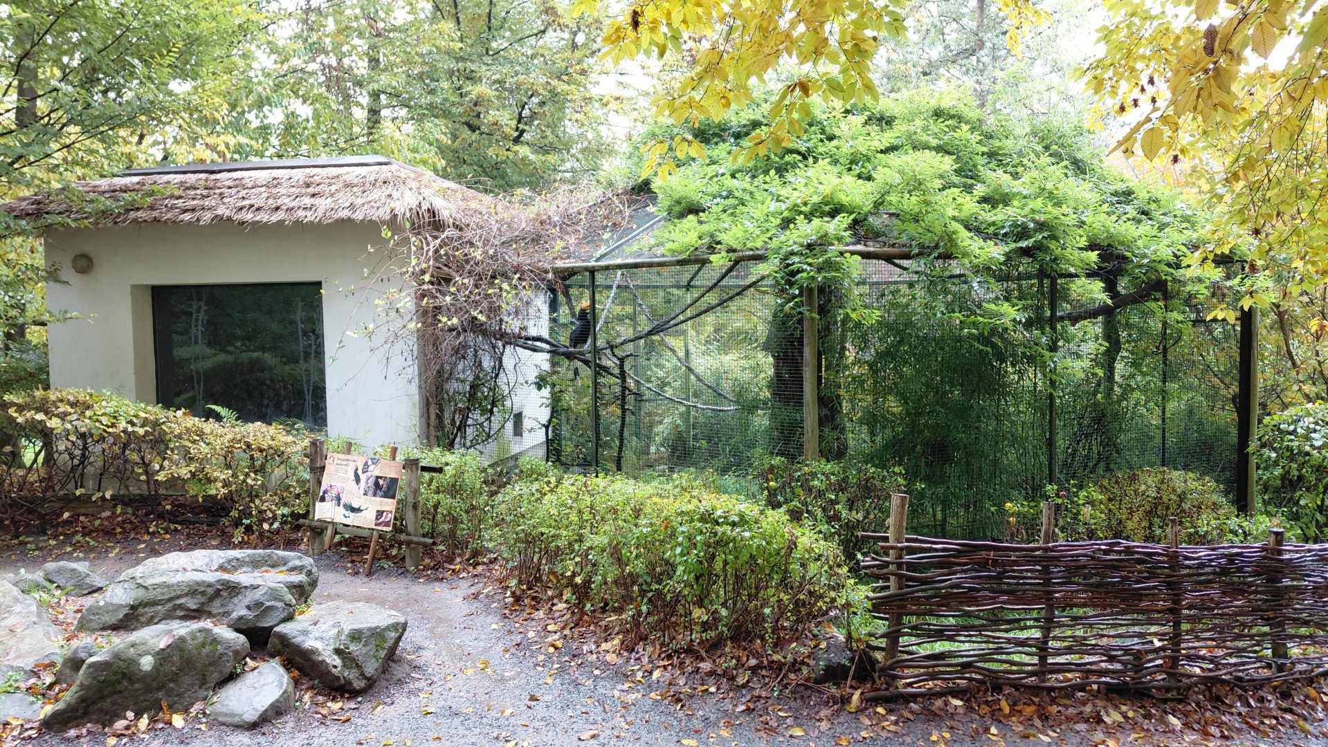 Rhinoceros hornbill exhibit