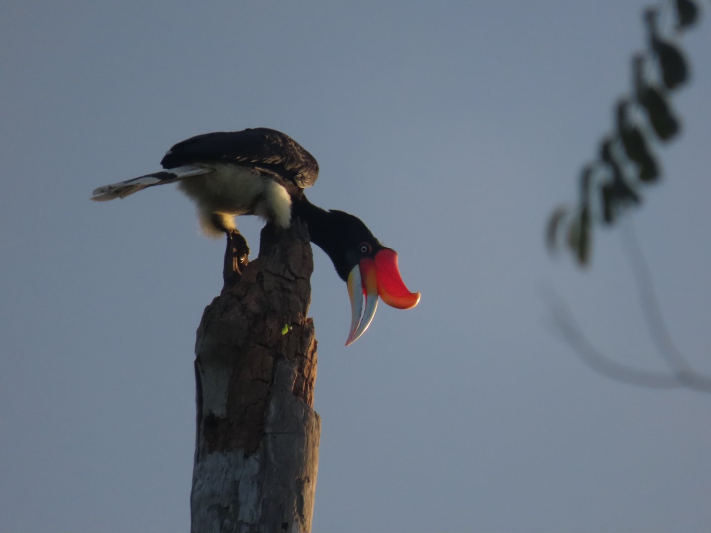 rhinoceros hornbill januari 2020 kinabatang river