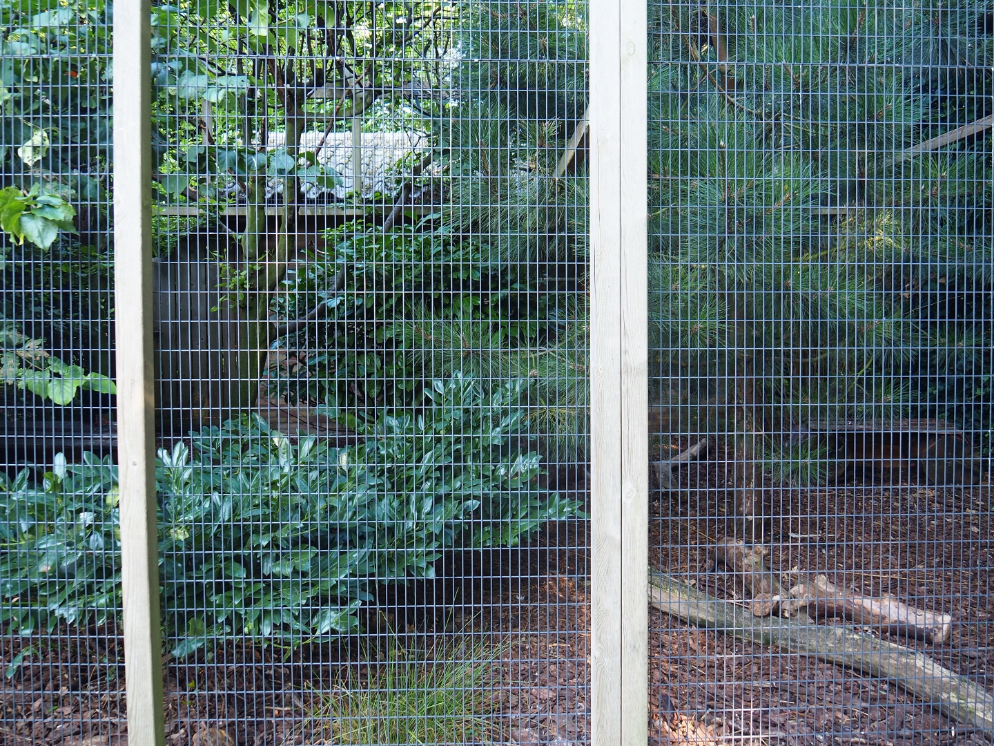 Rhinoceros hornbill - Java mouse-deer aviary (Sep 2nd, 2018)