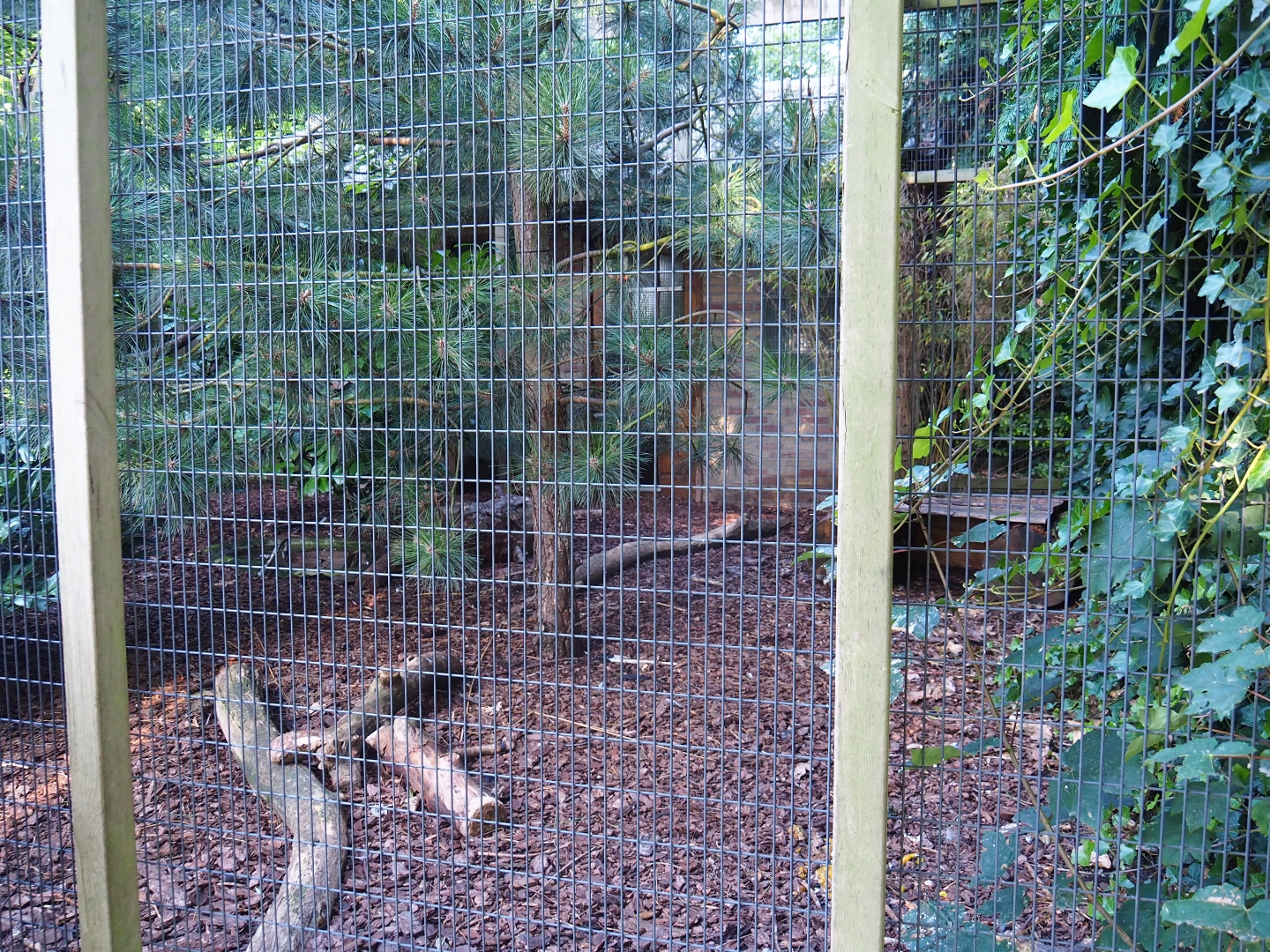 Rhinoceros hornbill - Java mouse-deer aviary (Sep 2nd, 2018)