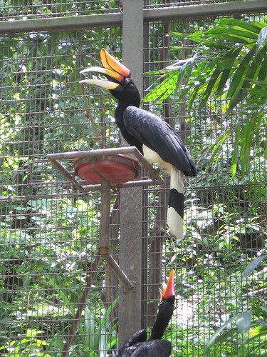 Rhinoceros Hornbill, Jurong BirdPark