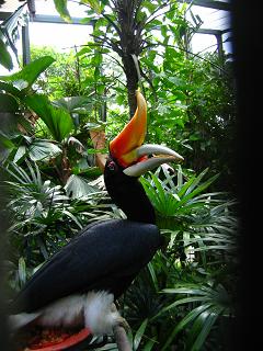Rhinoceros Hornbill, Jurong BirdPark
