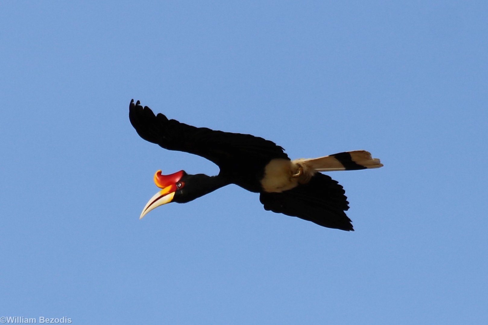 Rhinoceros Hornbill - Kinabatangan