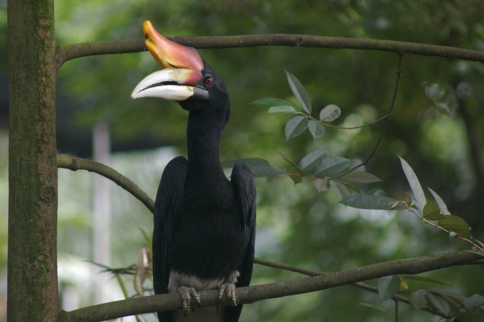 rhinoceros hornbill, KL Bird Park
