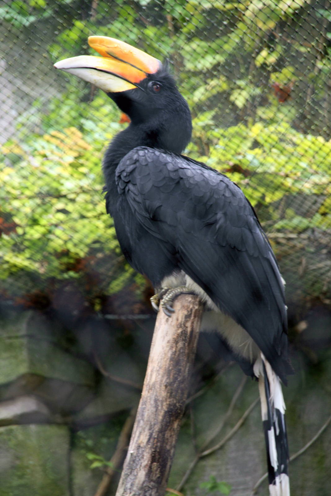 Rhinoceros hornbill male
