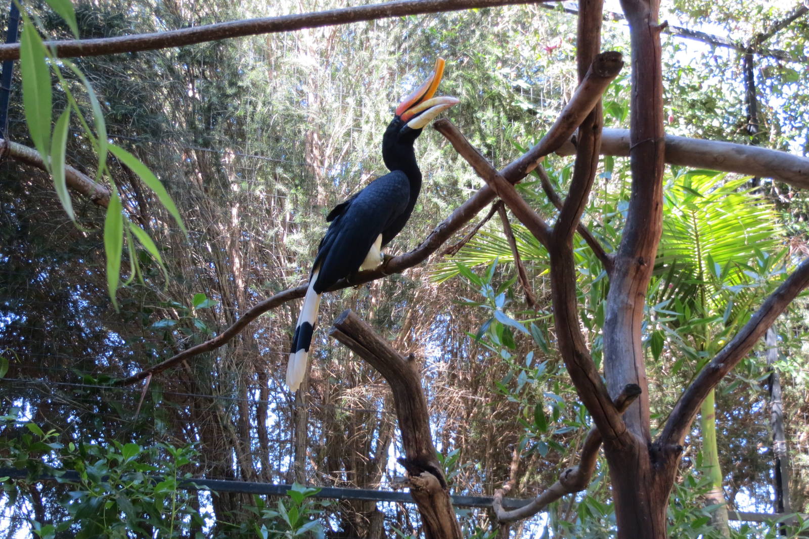 Rhinoceros Hornbill May 2014