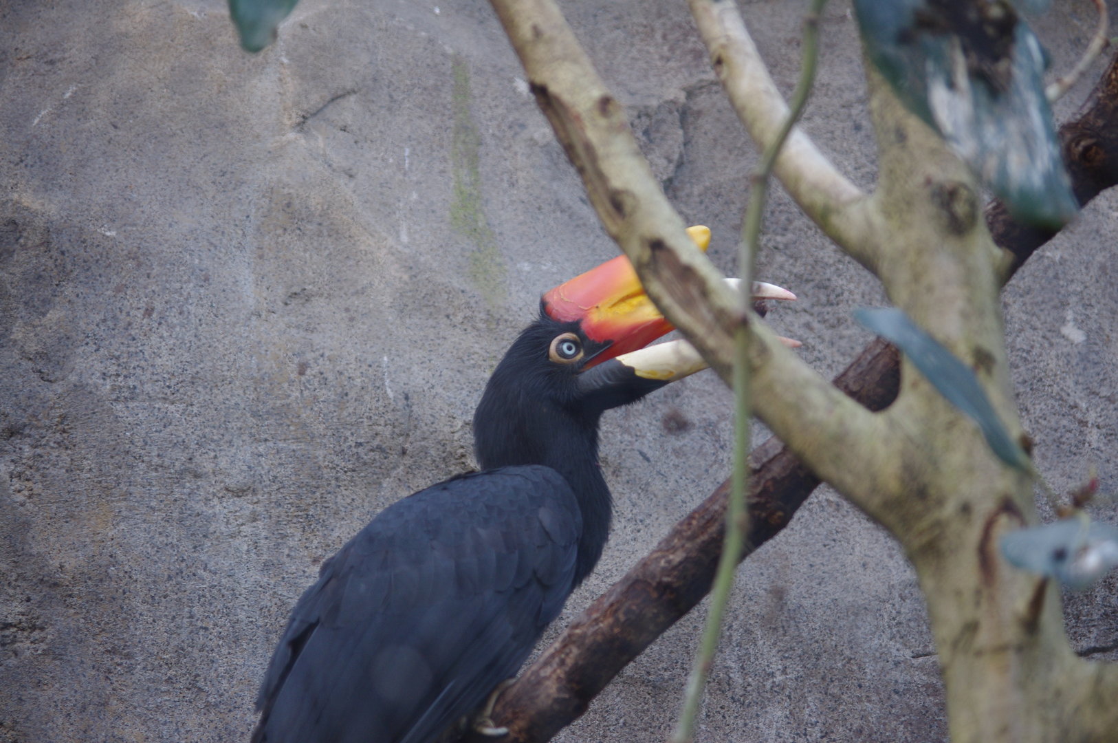Rhinoceros Hornbill- Monsoon Forest- 4/4/2023