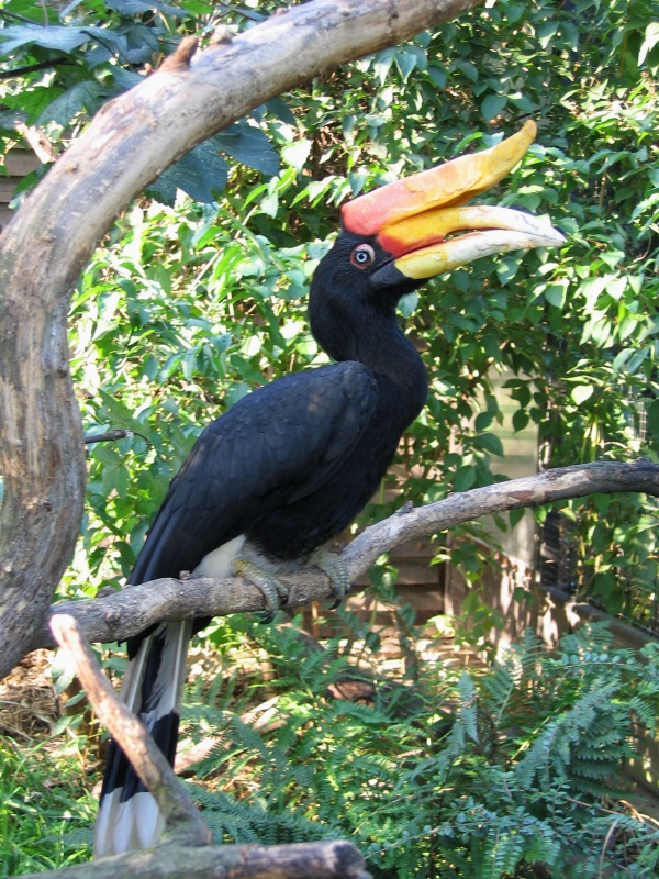Rhinoceros hornbill @ Prague zoo
