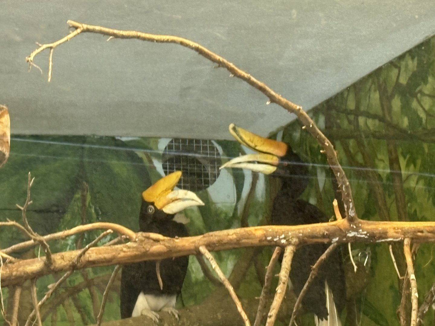 Rhinoceros Hornbill - Seen January 26th 2025