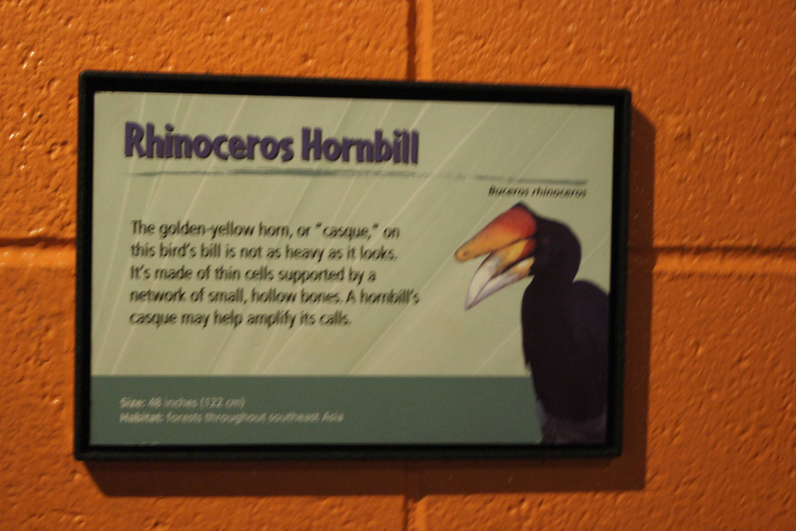 Rhinoceros Hornbill Sign