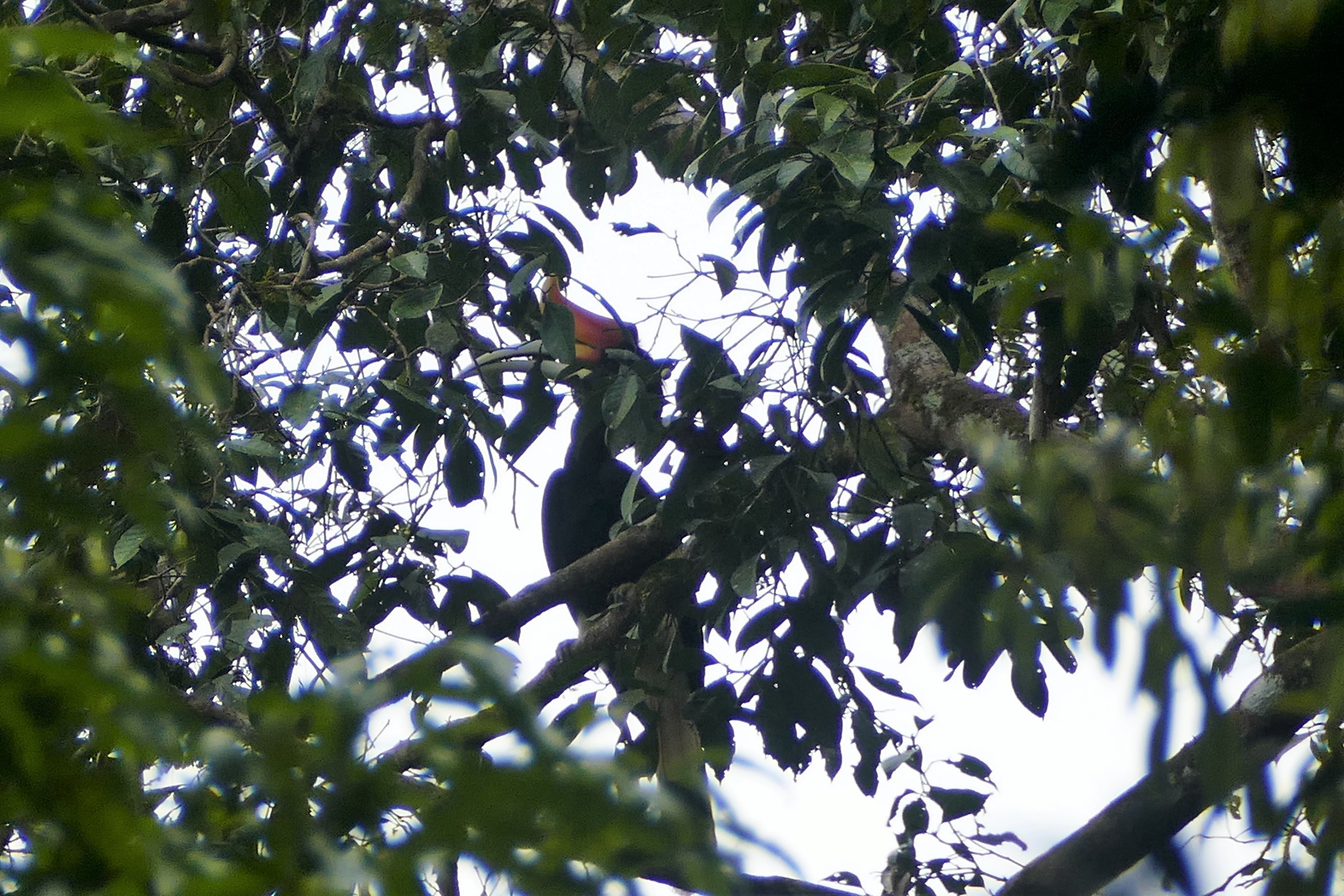 Rhinoceros Hornbill - Taman Negara