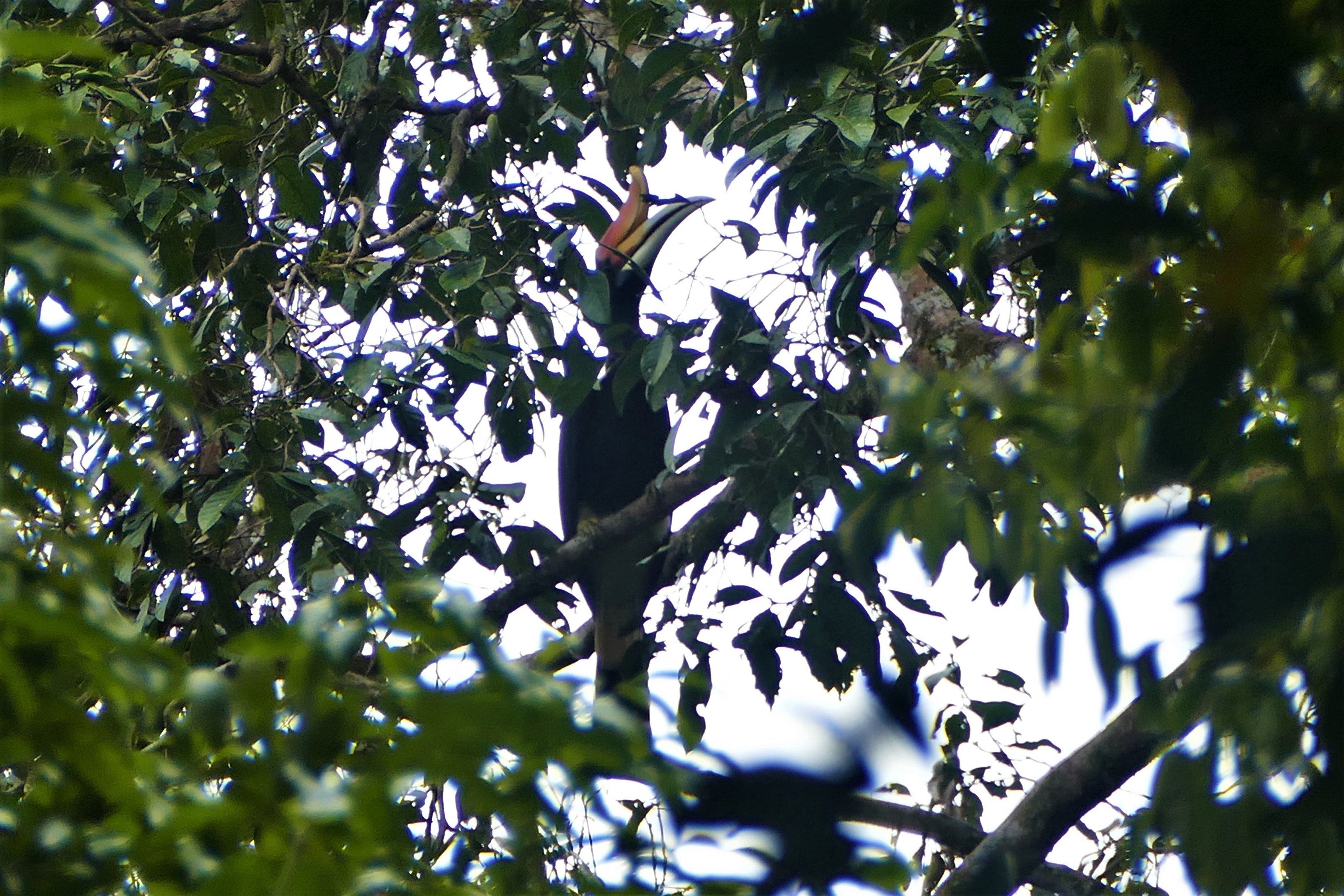 Rhinoceros Hornbill - Taman Negara