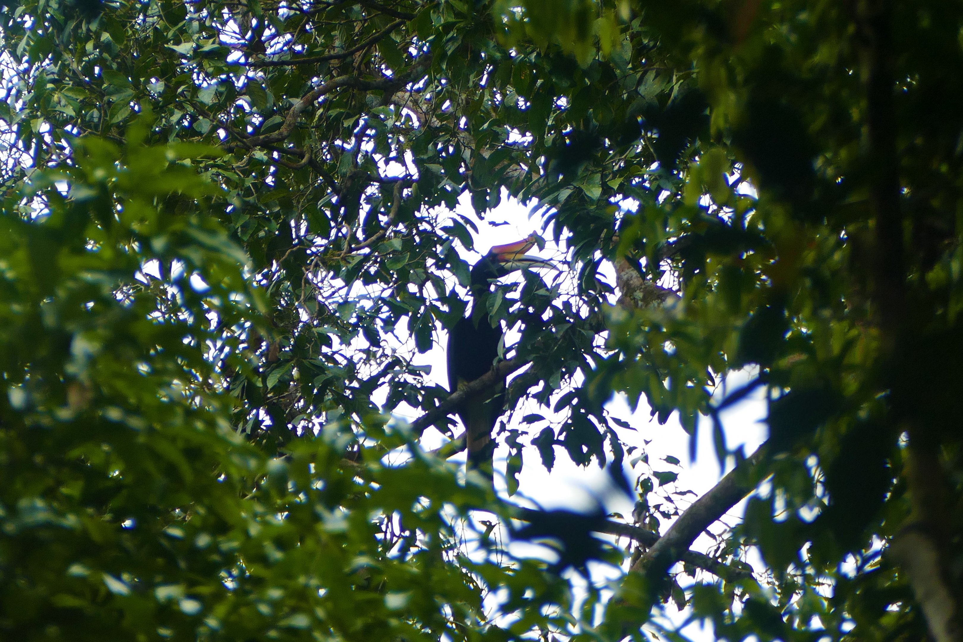 Rhinoceros Hornbill - Taman Negara