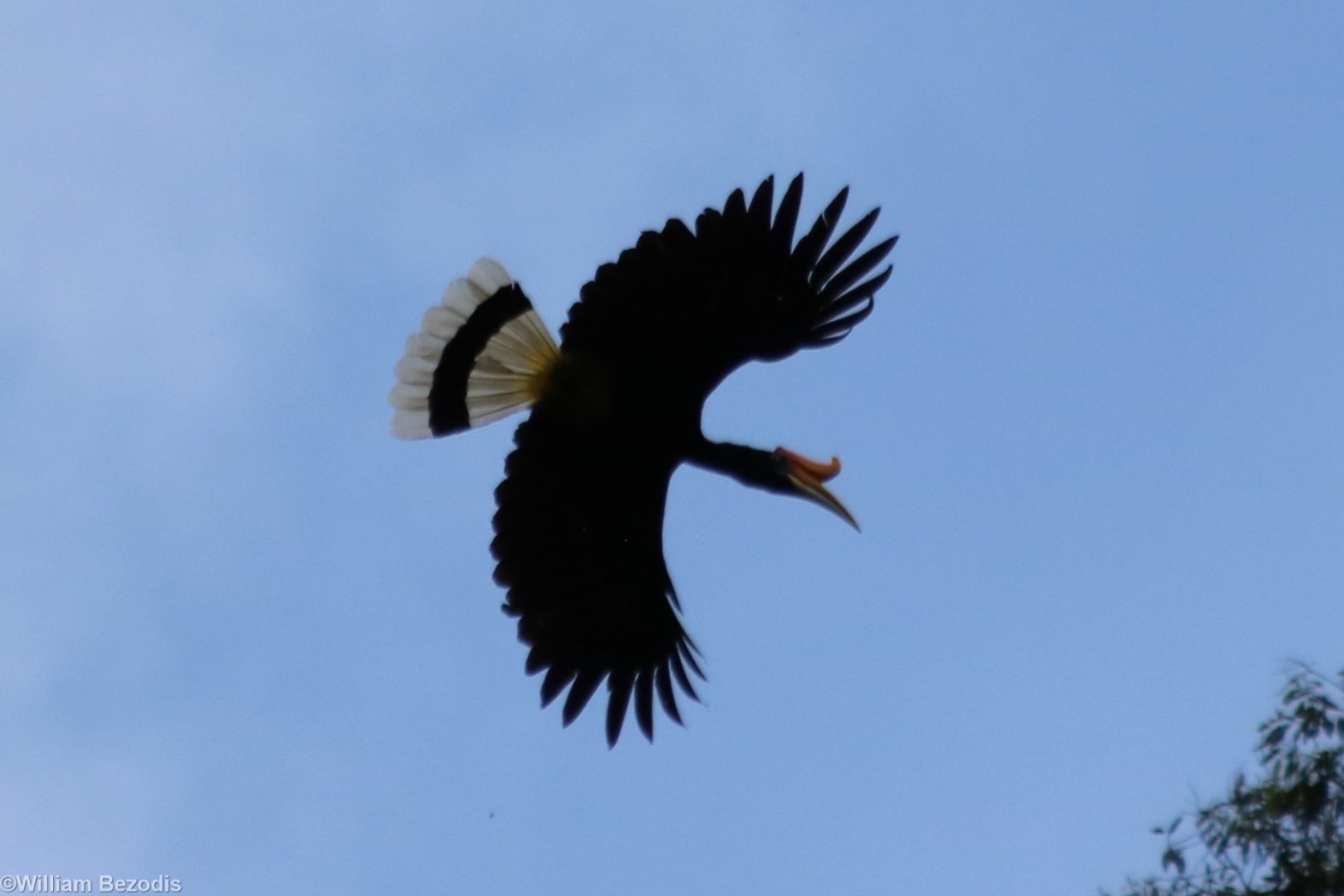 Rhinoceros Hornbill - Tapan Road