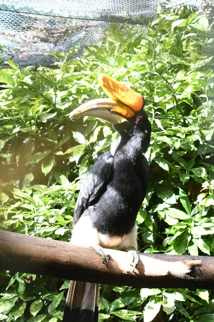 Rhinoceros Hornbill (Zoo Lourosa)