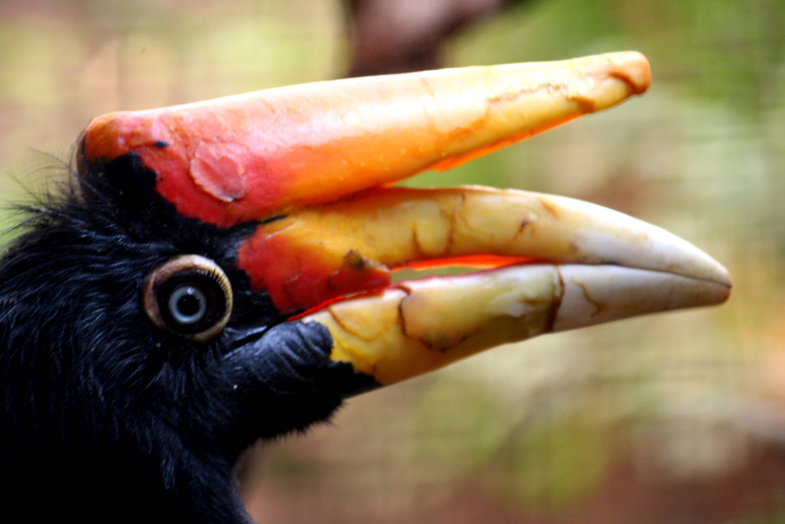 Rhinoceros Hornbill