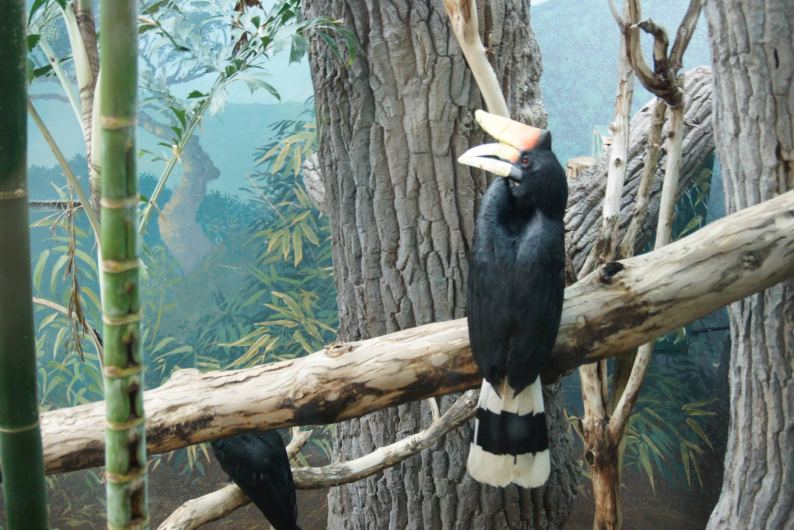 Rhinoceros Hornbill