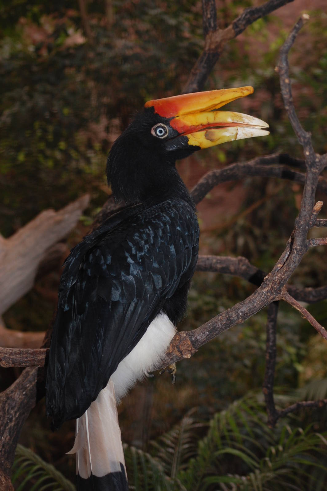 Rhinoceros Hornbill