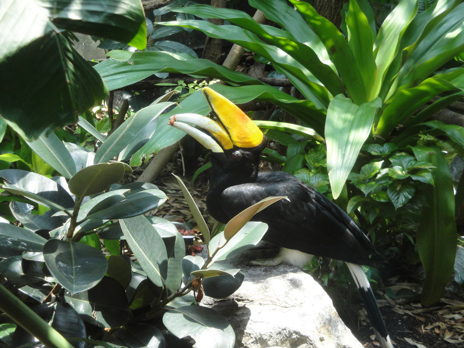 Rhinoceros Hornbill