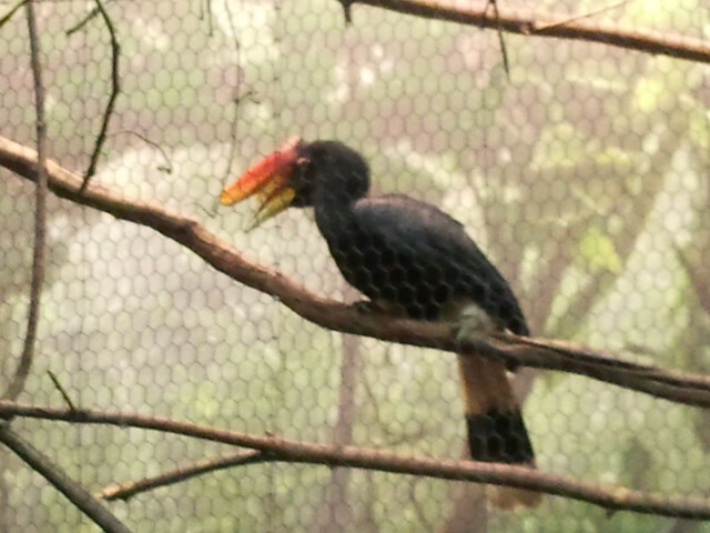 Rhinoceros Hornbill