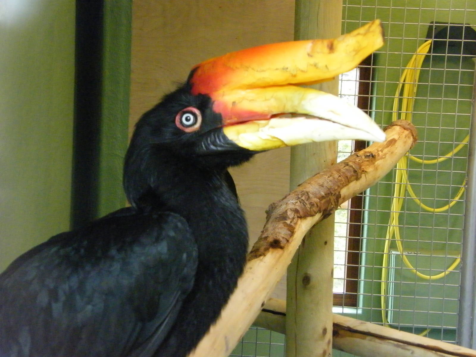 Rhinoceros Hornbill