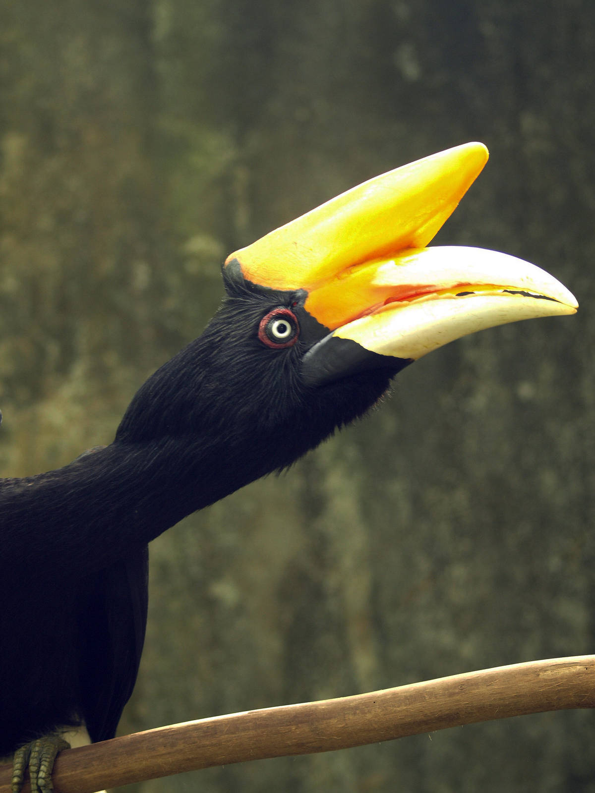 Rhinoceros hornbill