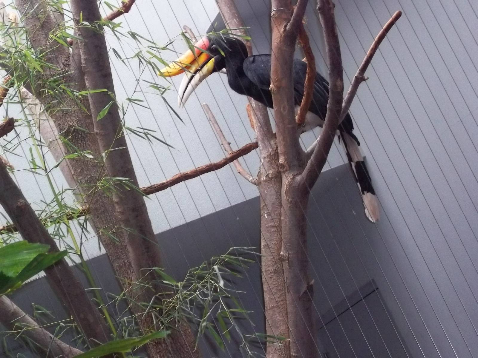 Rhinoceros Hornbill