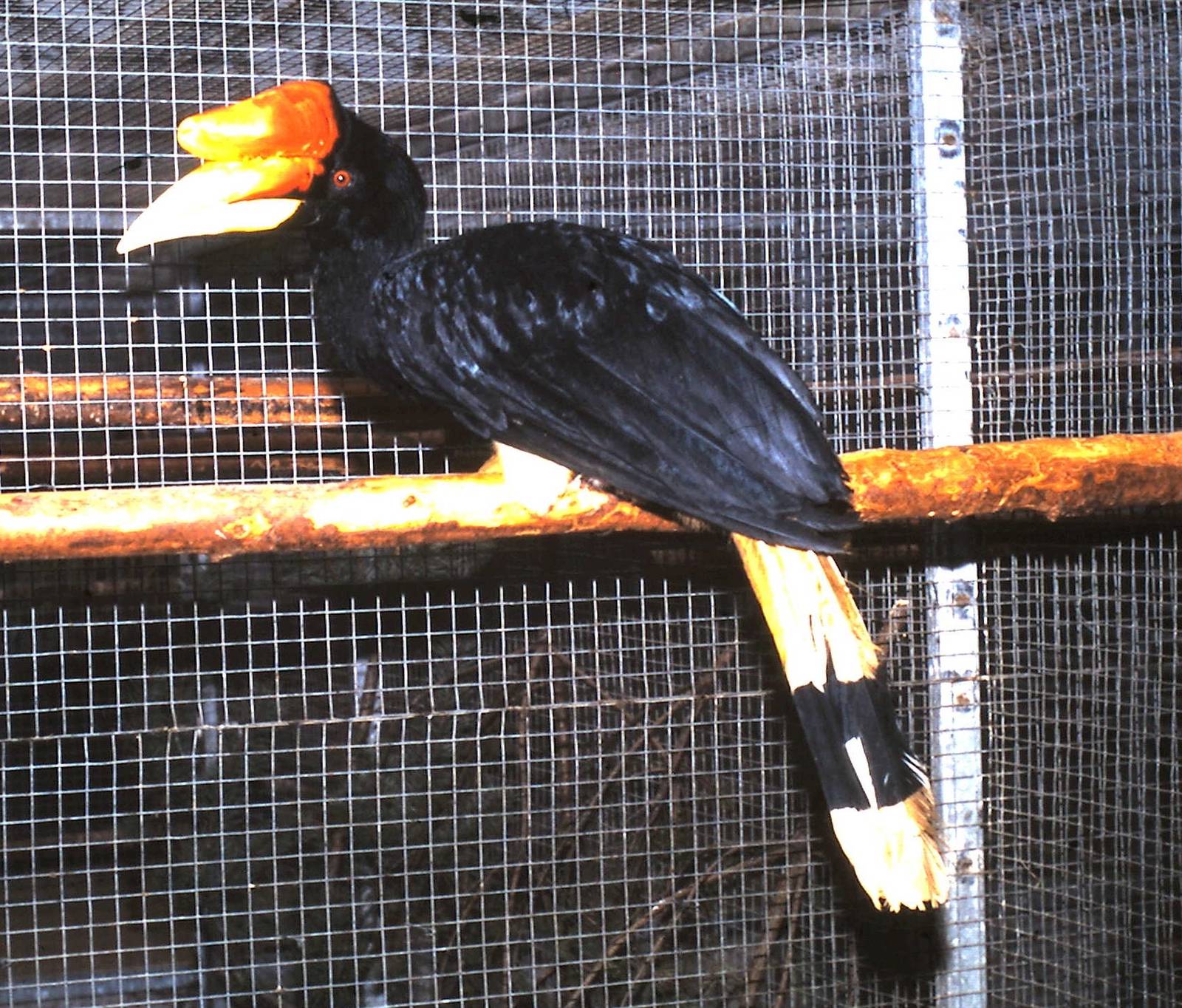 Rhinoceros hornbill