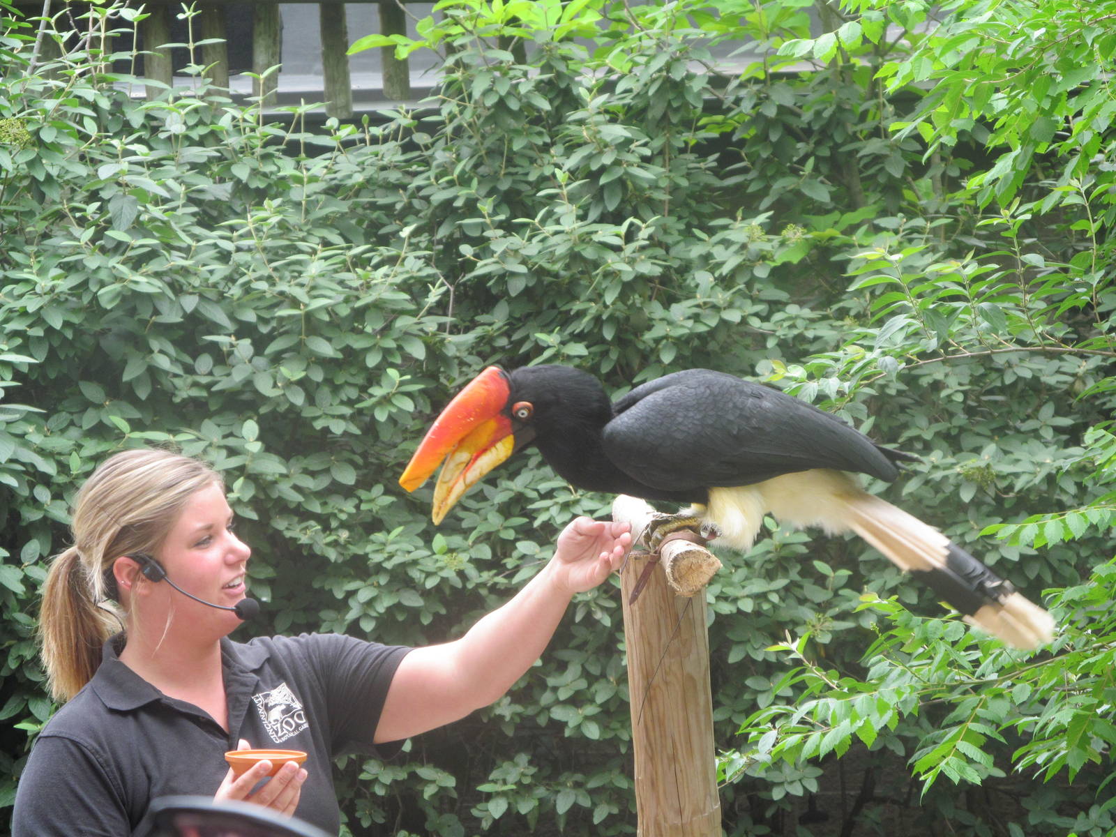 Rhinoceros Hornbill