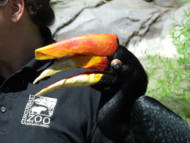 Rhinoceros Hornbill