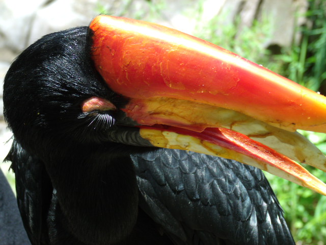 Rhinoceros Hornbill
