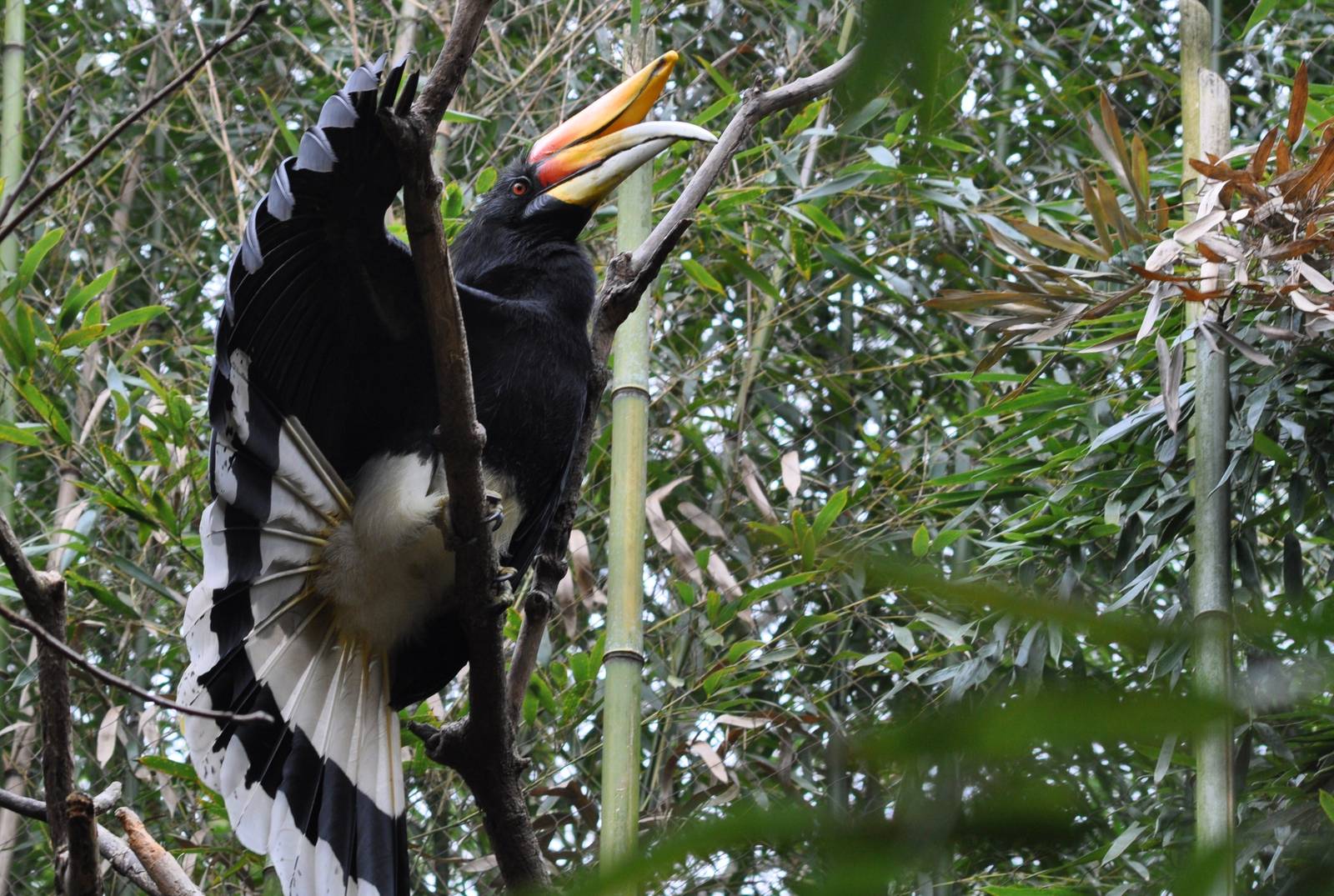 Rhinoceros Hornbill