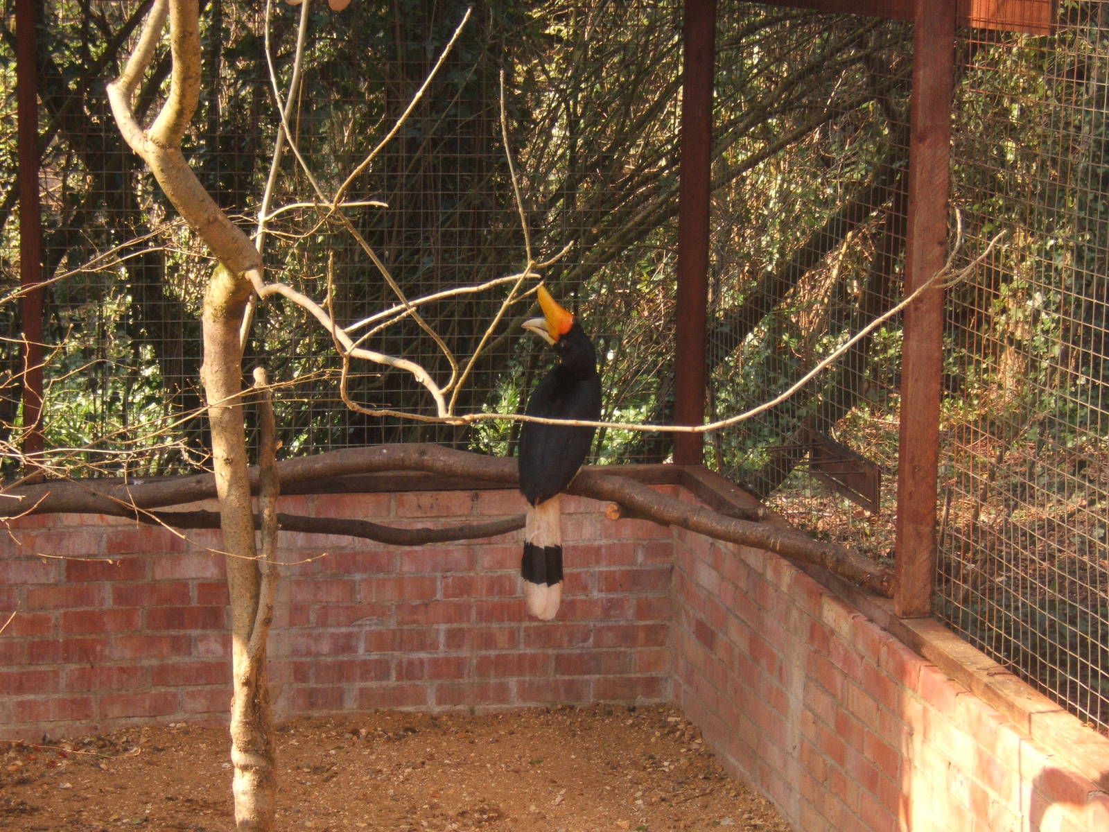 Rhinoceros Hornbill