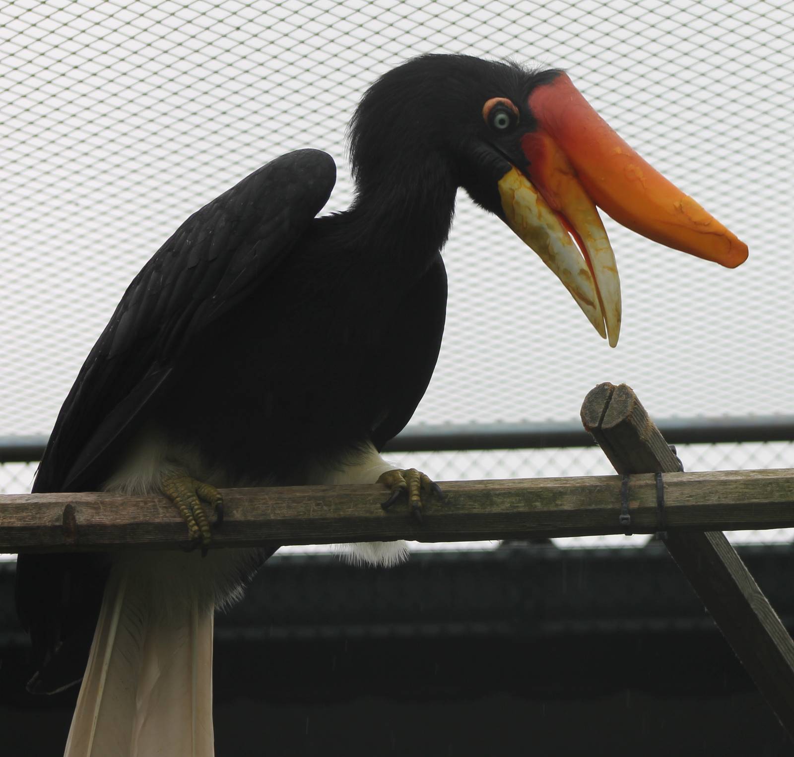 Rhinoceros hornbill