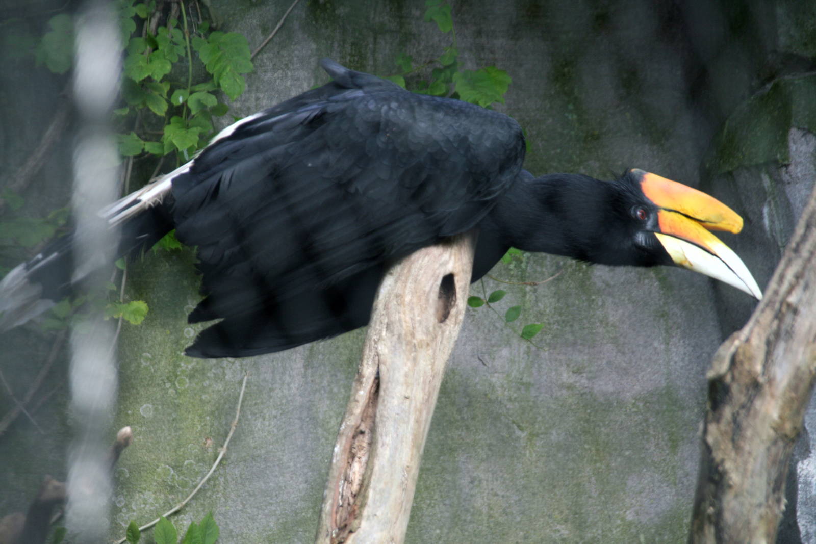 Rhinoceros hornbill