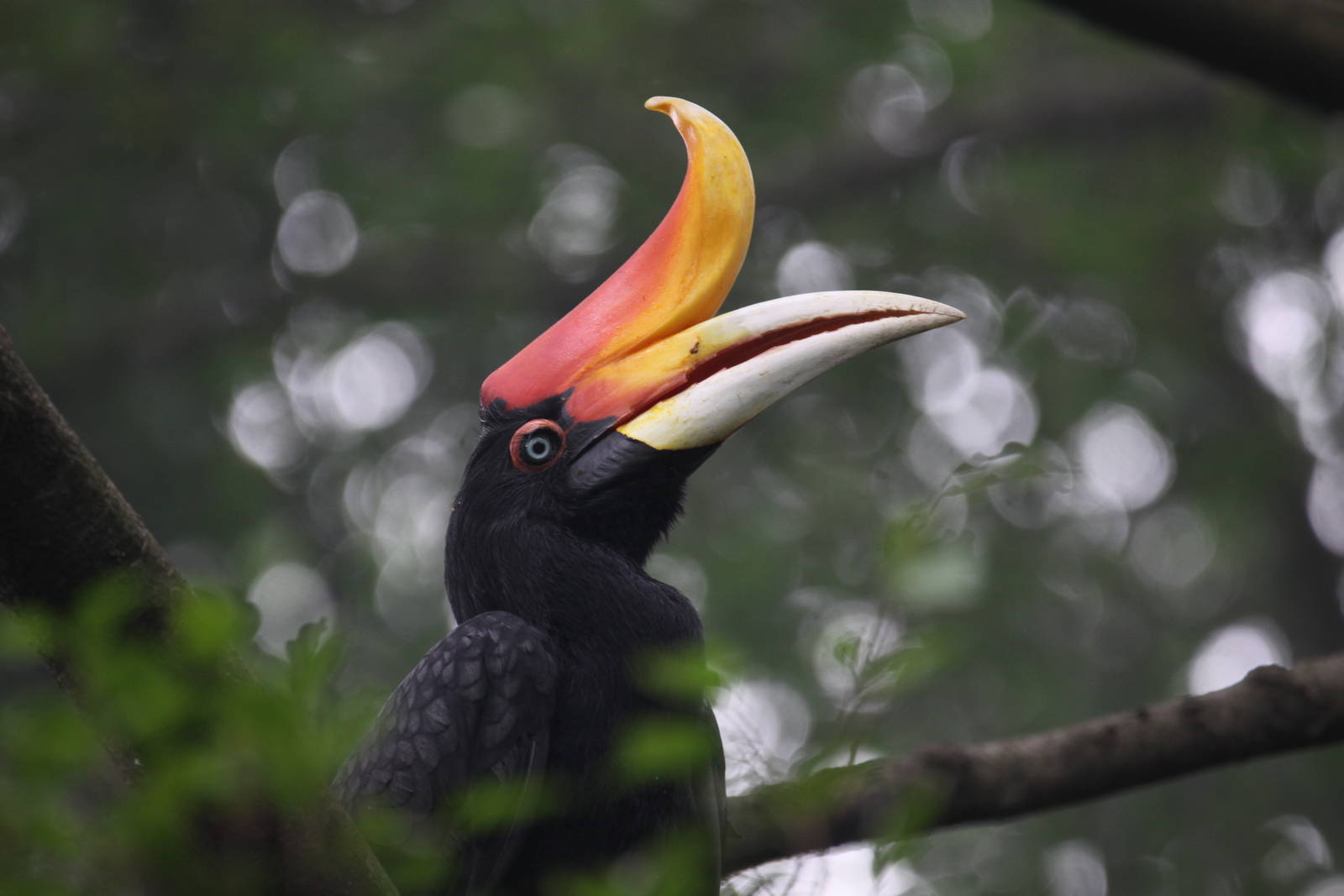 Rhinoceros hornbill