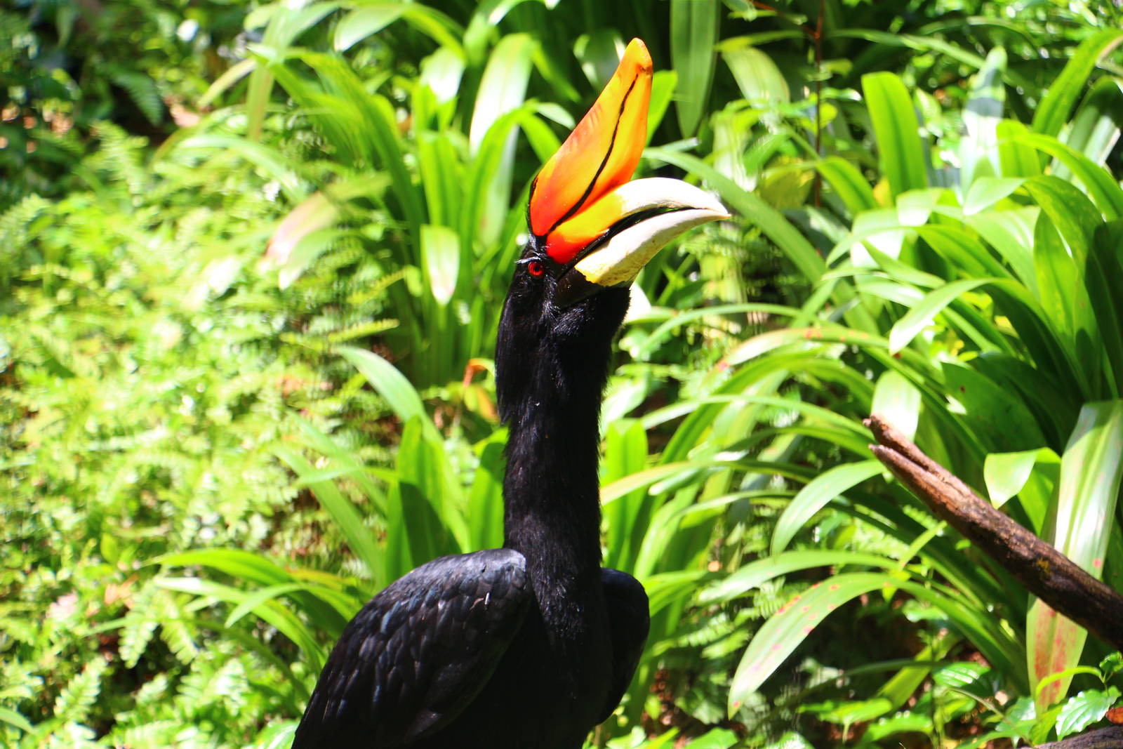 Rhinoceros Hornbill