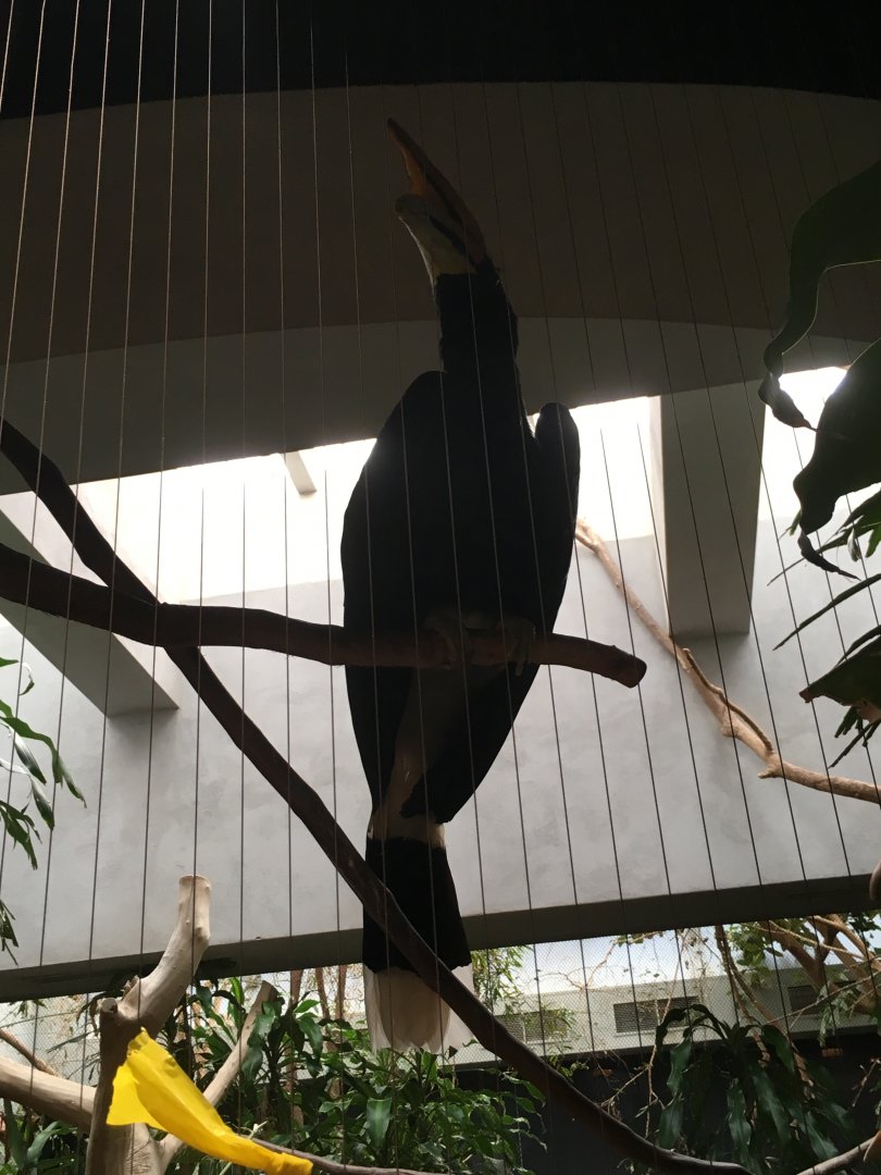 Rhinoceros Hornbill