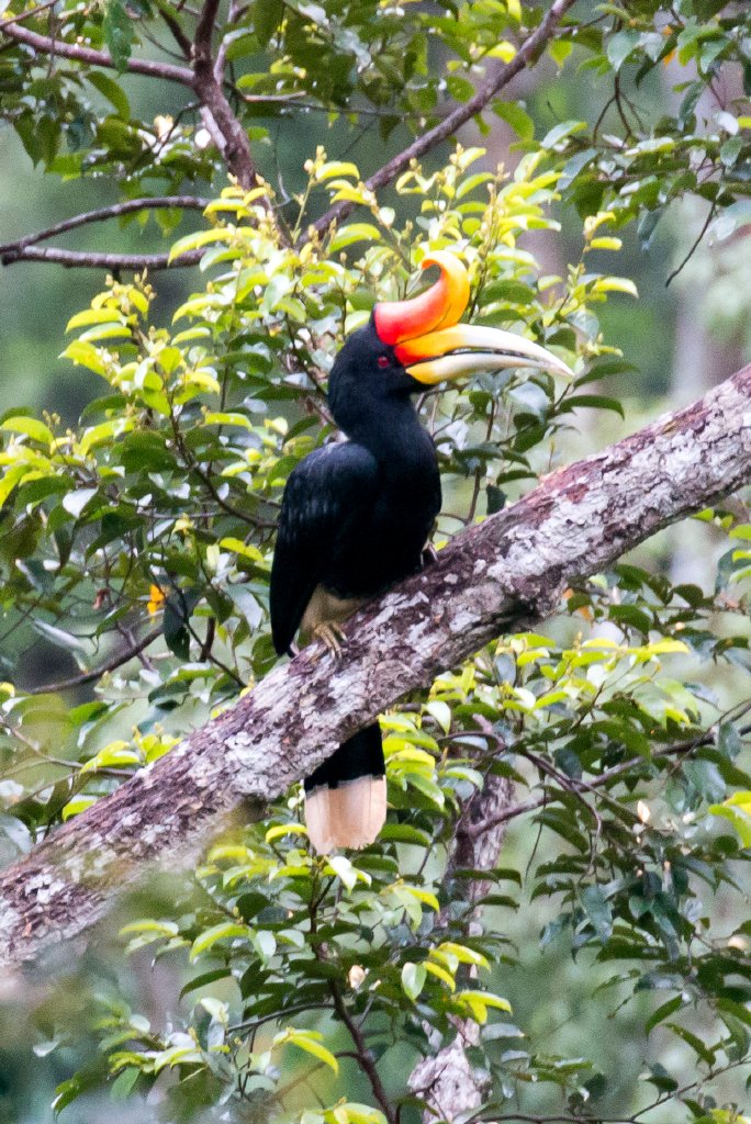 Rhinoceros Hornbill