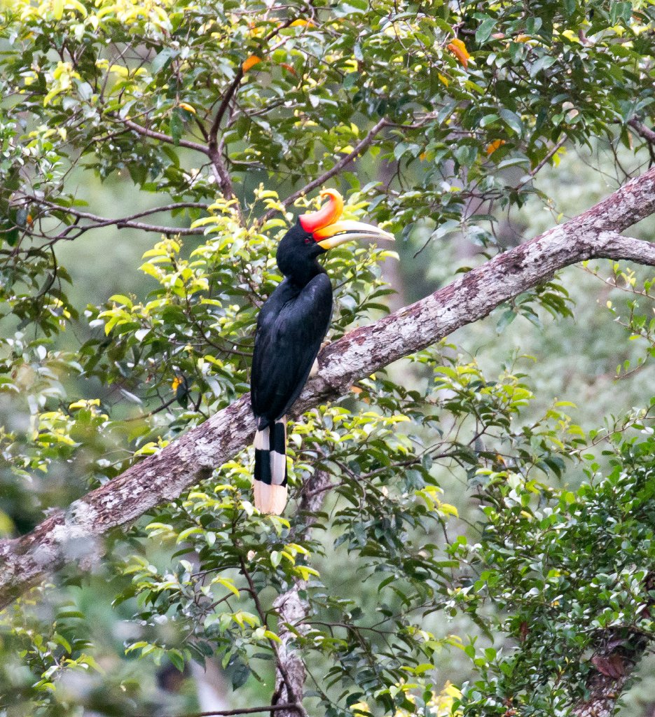 Rhinoceros Hornbill