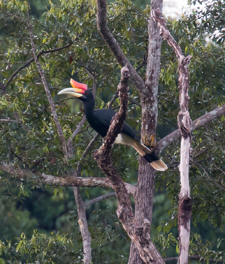 Rhinoceros Hornbill