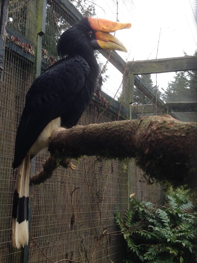 Rhinoceros Hornbill