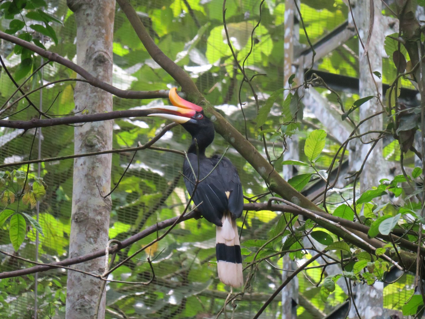 Rhinoceros hornbill