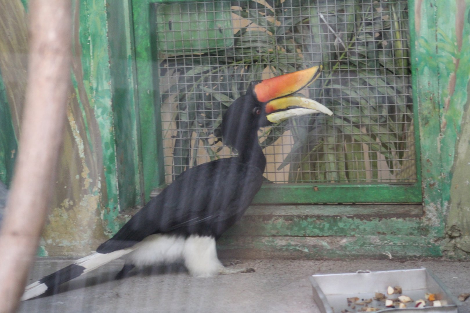 Rhinoceros Hornbill