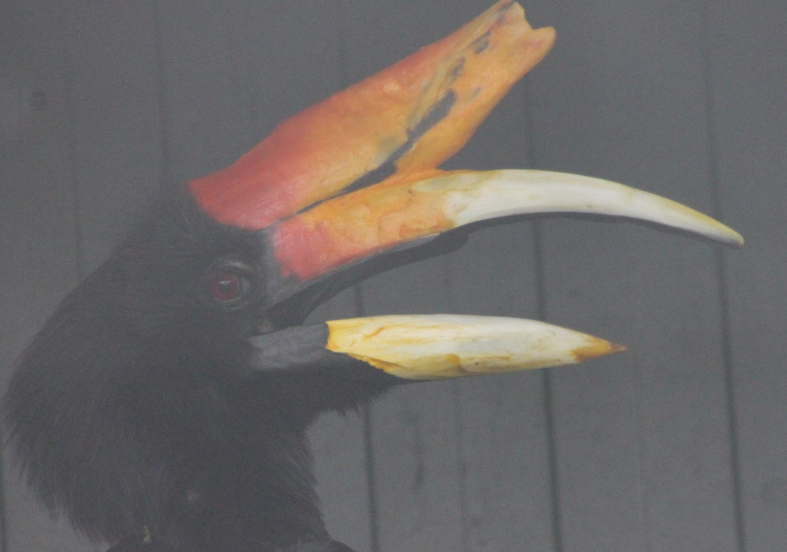 Rhinoceros hornbill