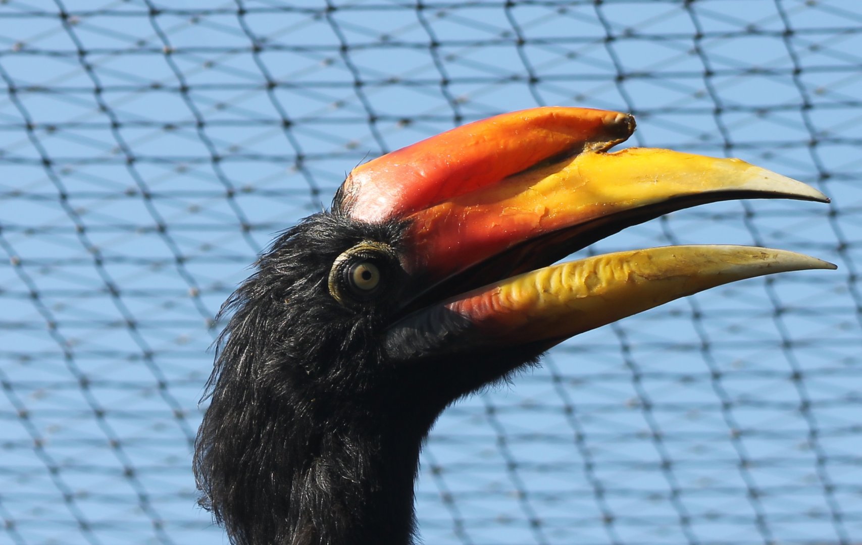 Rhinoceros hornbill