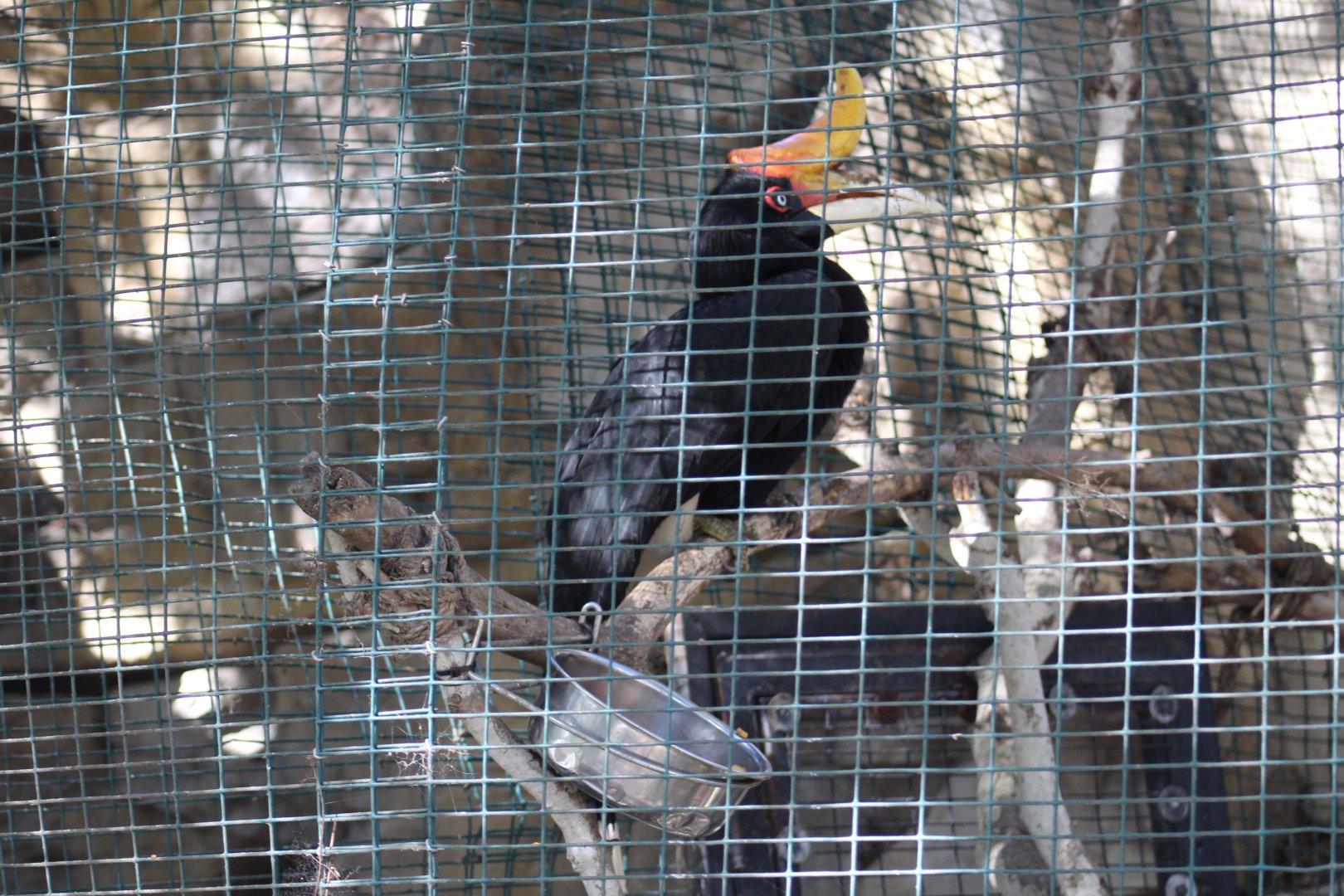 Rhinoceros Hornbill