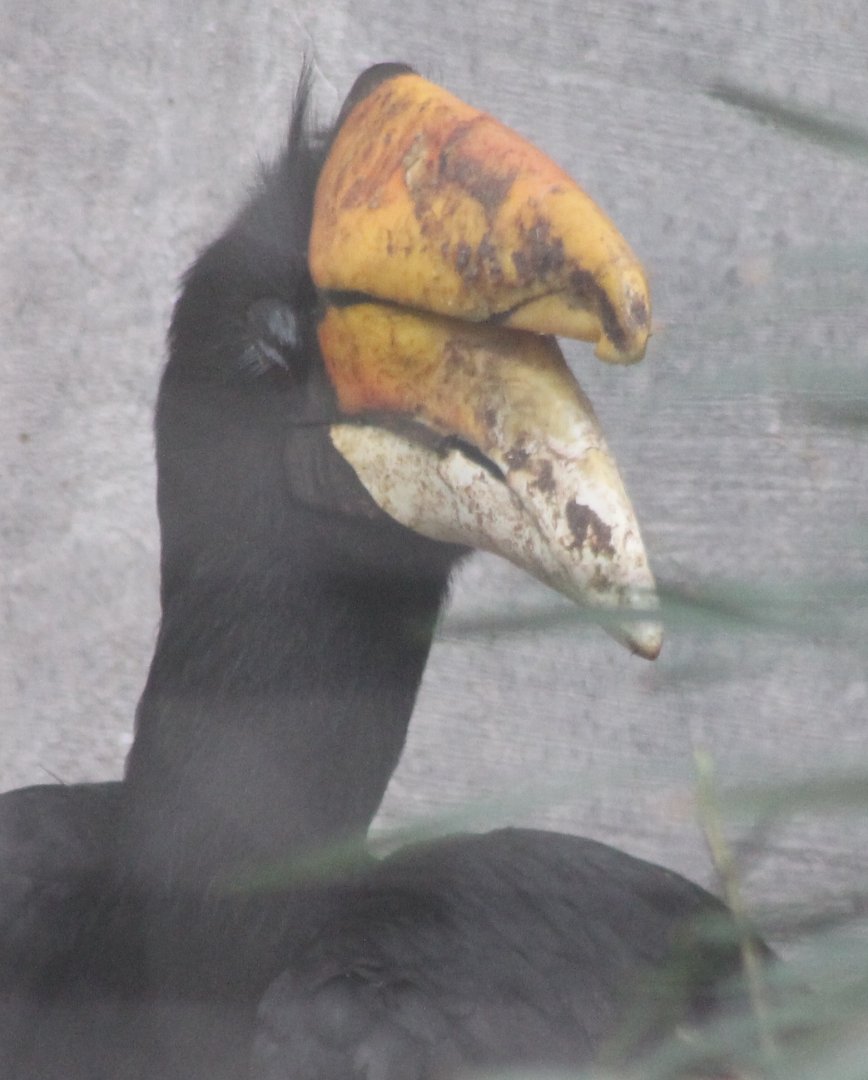 Rhinoceros hornbill